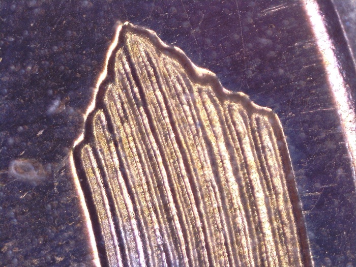 Is-This-LWC-1955-P-DDR-5?