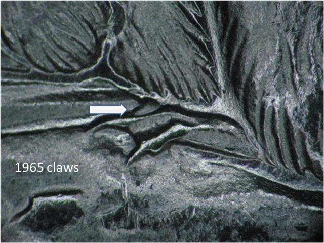 1965-Extra-Claw
