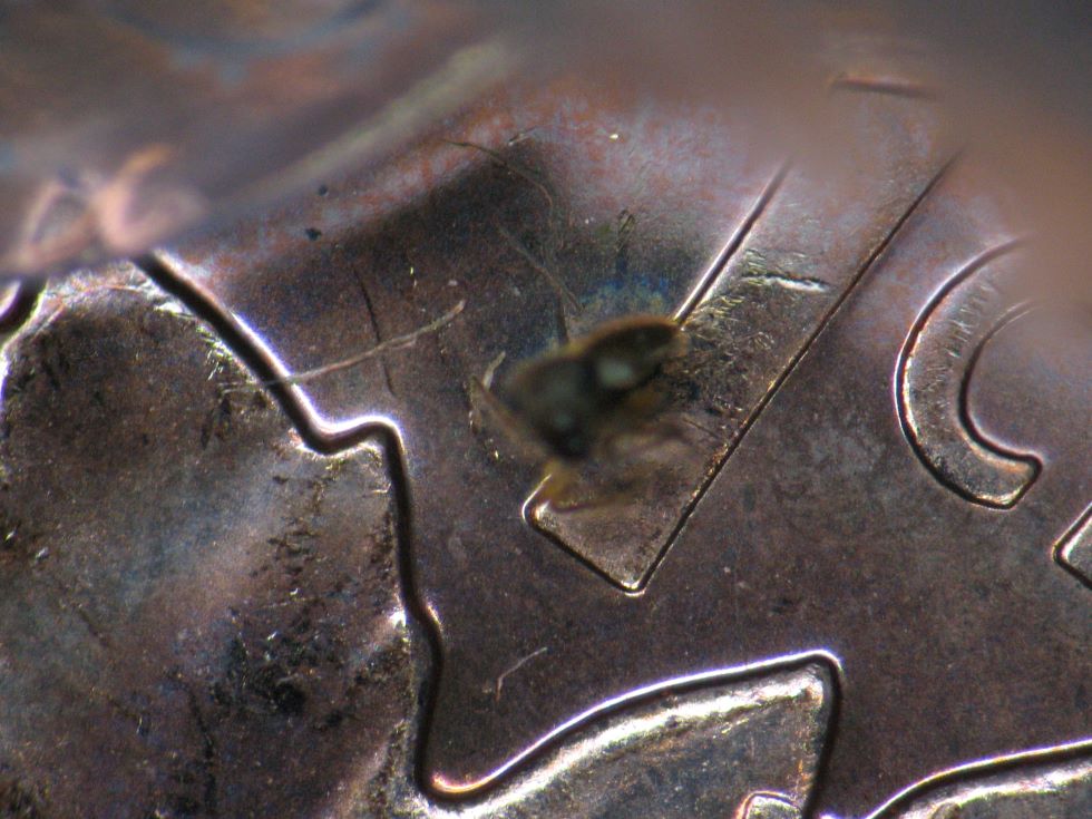 2011-Magnetic-1-Cent----Bug-#2---Stuck-On-And-Struck-In