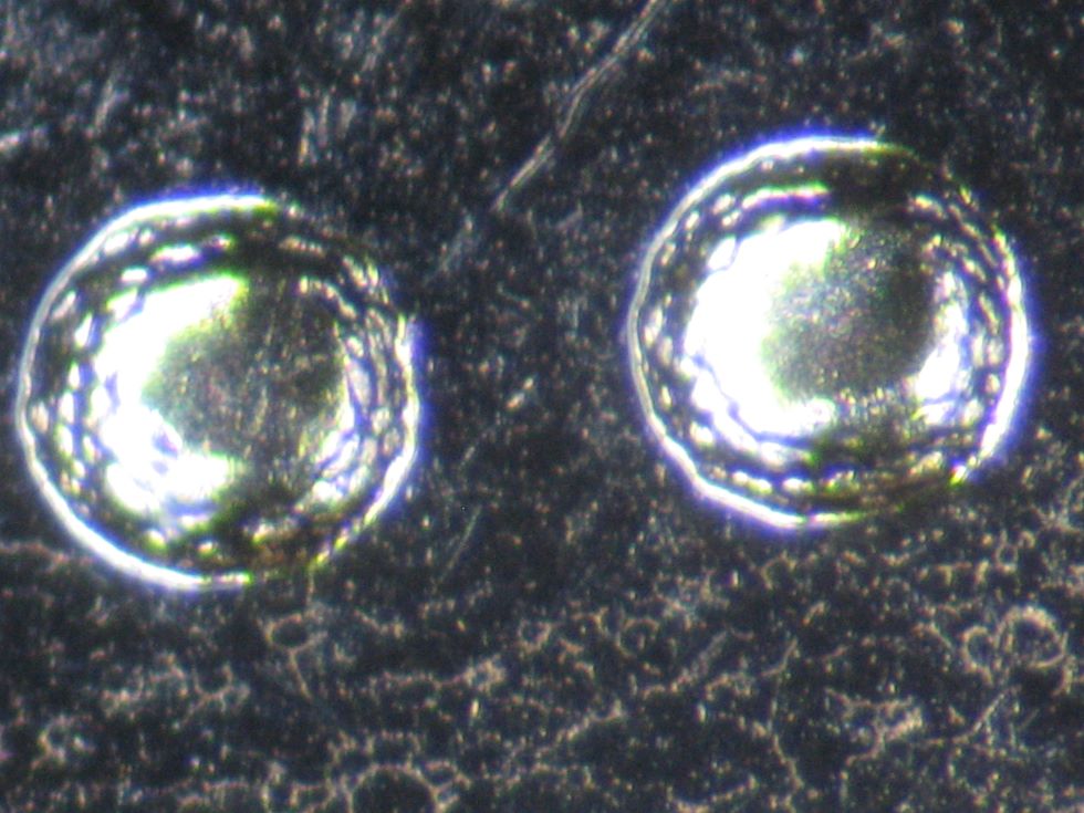 2007-Loon-Dollar---Super-Cool-Obverse-Beads---Need-Coin-Experts