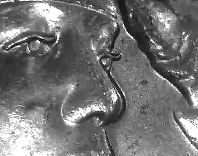 2023-P-Bessie-Coleman-Quarter--A-Doubled-Nose-Or-A-Very-Well-Placed-Hit-?