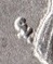 Identification-Of-Mark
