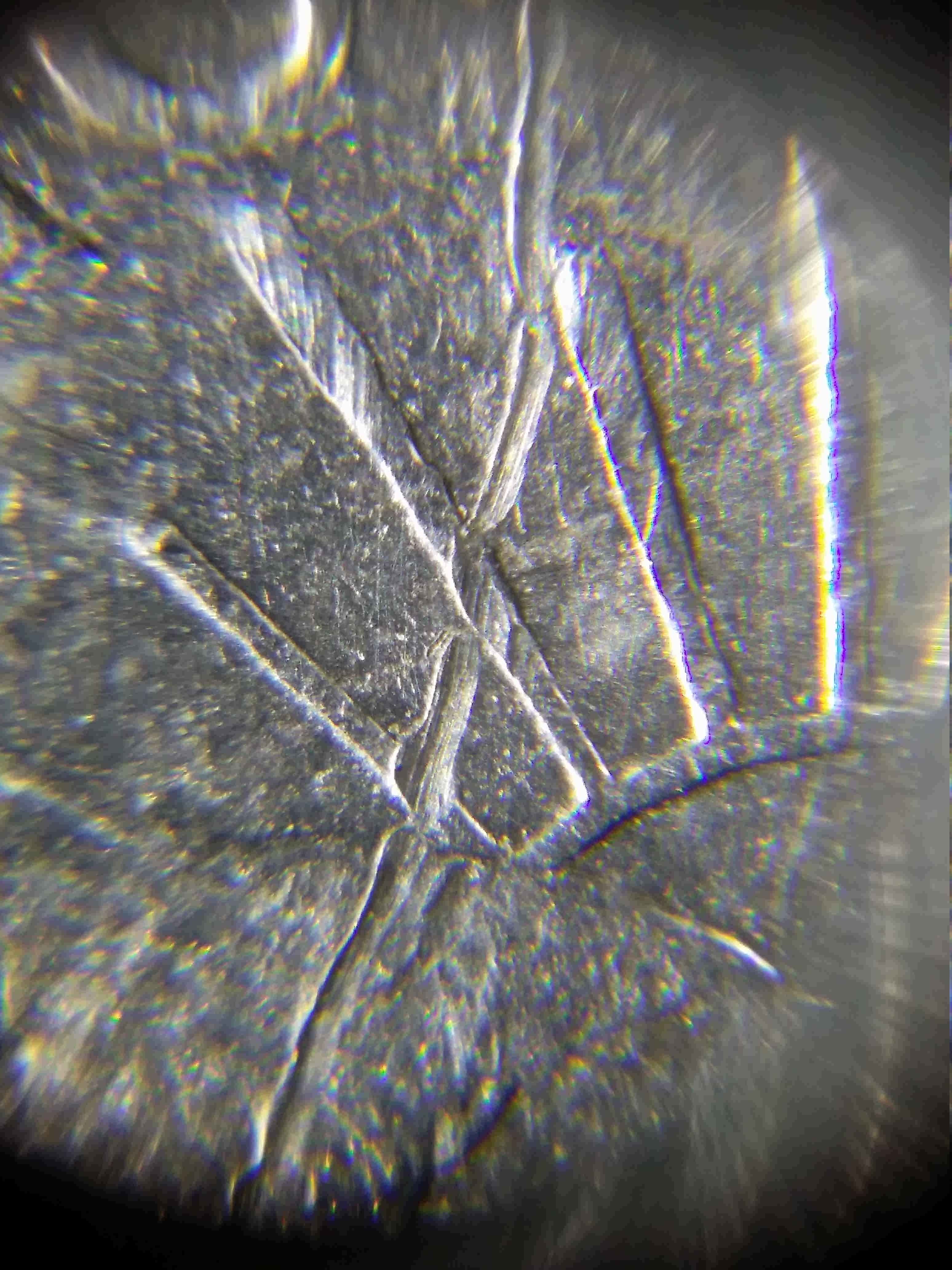 2006-Quarter-Speared-Bison?