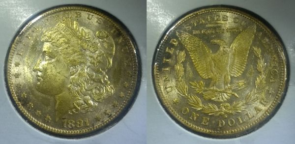 Plastic-Glued-To-Morgans