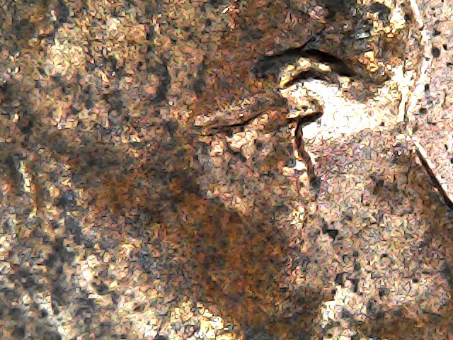 2007-D-LMC-DDO-Eyelid?