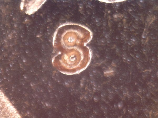 1981-S-Lincoln-Memorial-Cent-Mint-Mark-Error?