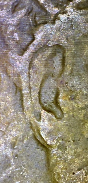 1950-Wheat-Penny-Double-Ear?