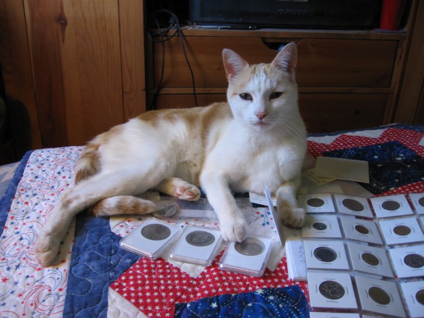 Am-I-The-Only-Guy-Here-With-A-Cat-That-Loves-Coins?