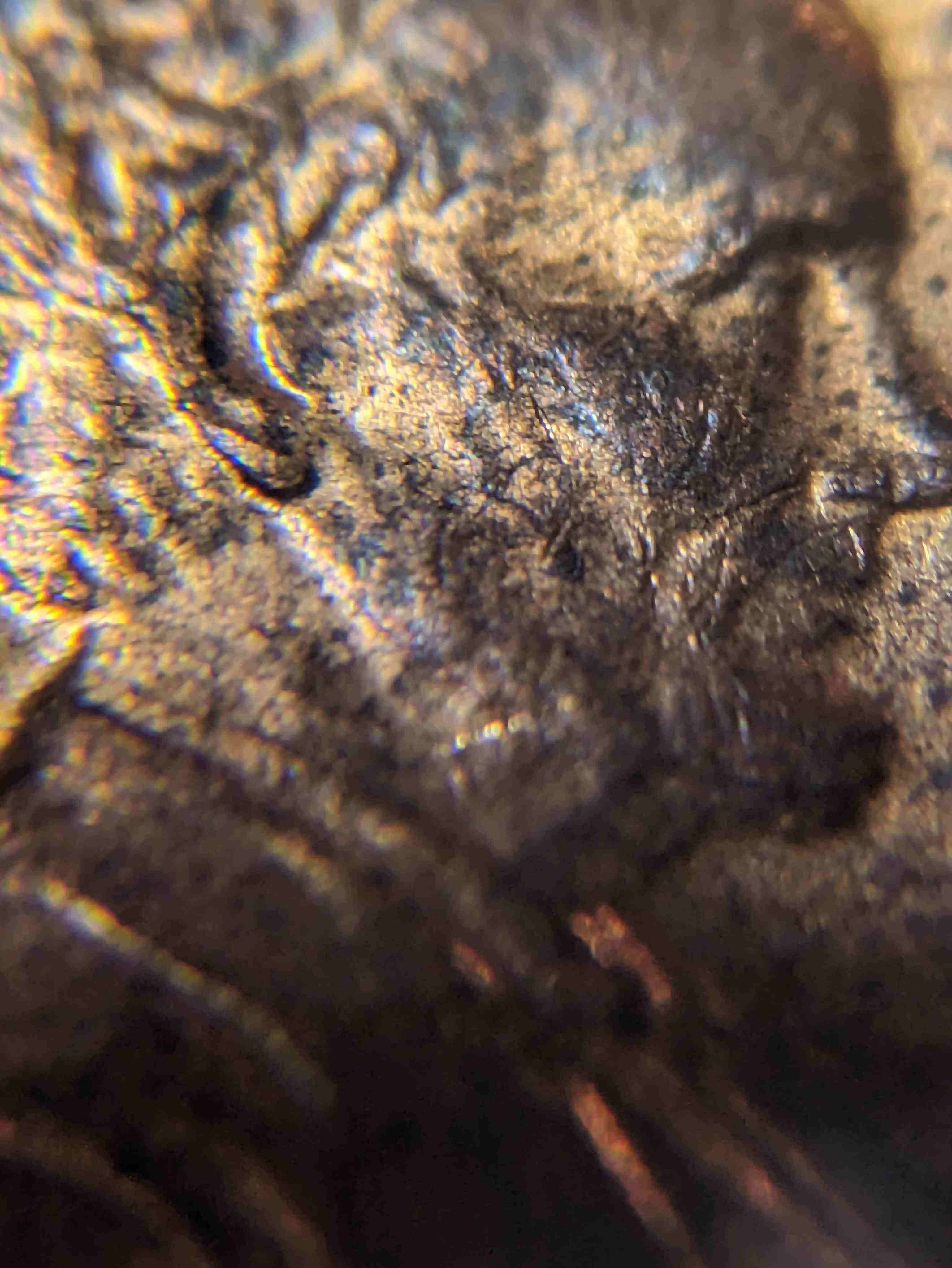 1982-Large-Date-Copper-Penny