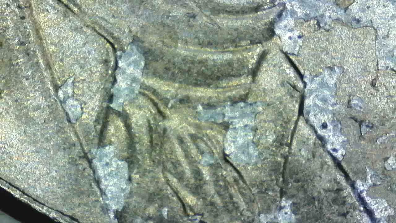 2015-P-Jefferson-Nickel-Lamination-Error-Or-PMD?