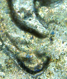 1983-D-Possible-Doubled-Die-DDO-DDR-And-Doubled-Lower-Ear