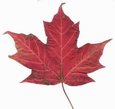 New-Info-On-Maple-Leaf
