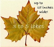 New-Info-On-Maple-Leaf