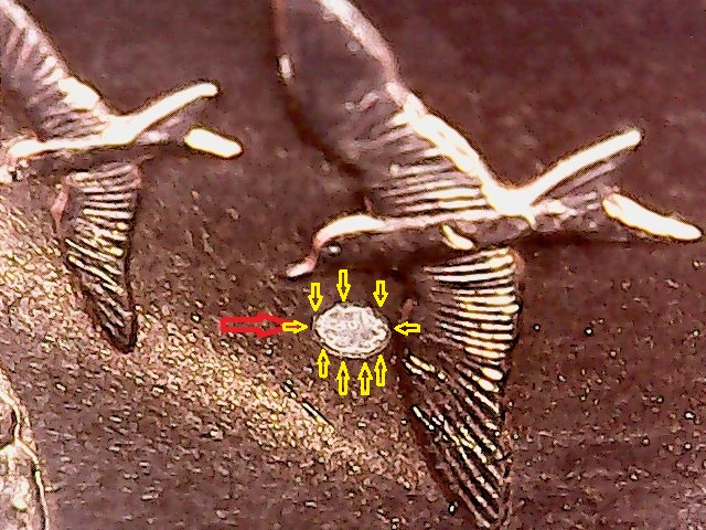 2009-Mariana-Quarter-'Trial-Mark'?