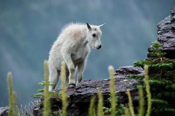 Commems-Collection-Modern:-What-If?-2010-Glacier-National-Park-Centennial