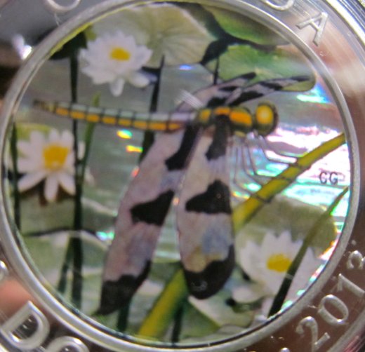Have-You-Received-Your-12-Spotted-Skimmer?