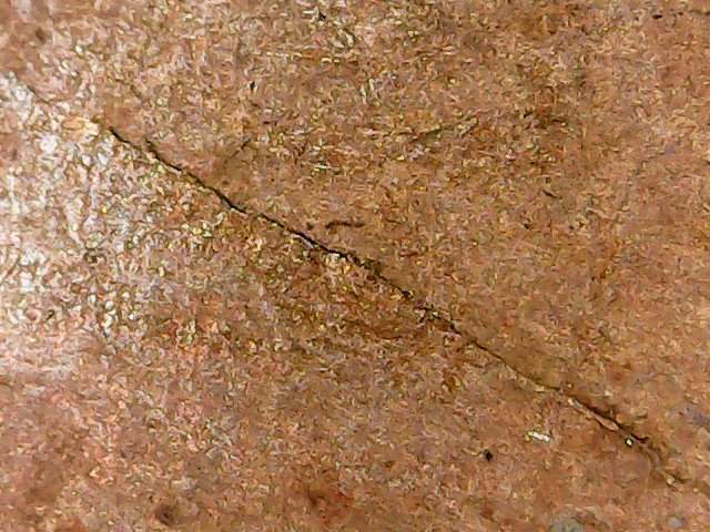 1956-D-Spikehead-Wheat-Penny