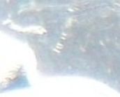 1952-2002-Fifty-Cent