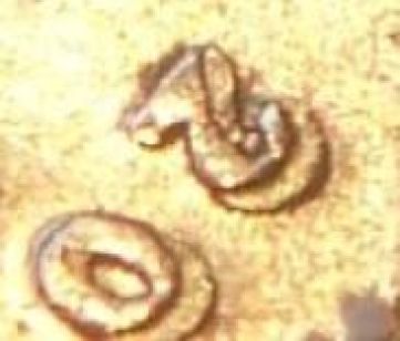 2000-Cinco-Centavos-Die-Crack--Doubled-Stamped