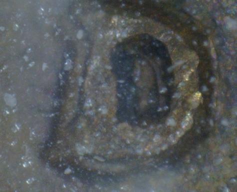 New-Microscope,-Check-Out-First-Pic