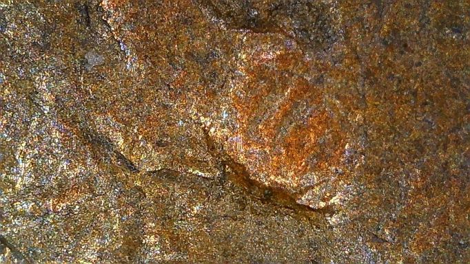 1953-D-Lincoln-Wheat-Penny