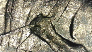 1976-D-Washington-Quarter-Distorted-Eye-&-Nose