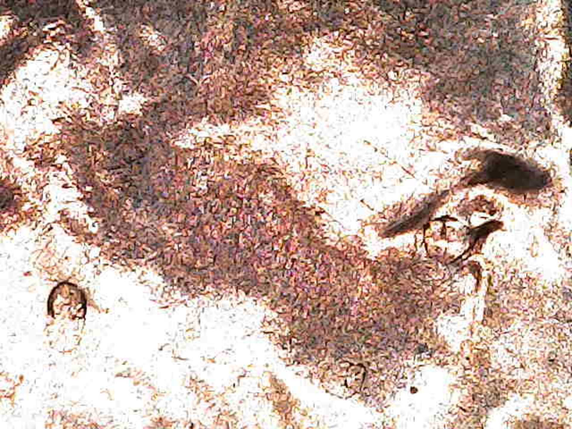 2022-Lincoln-Cent-Die-Chip-Monster-!-Help-Me-Confirm-?