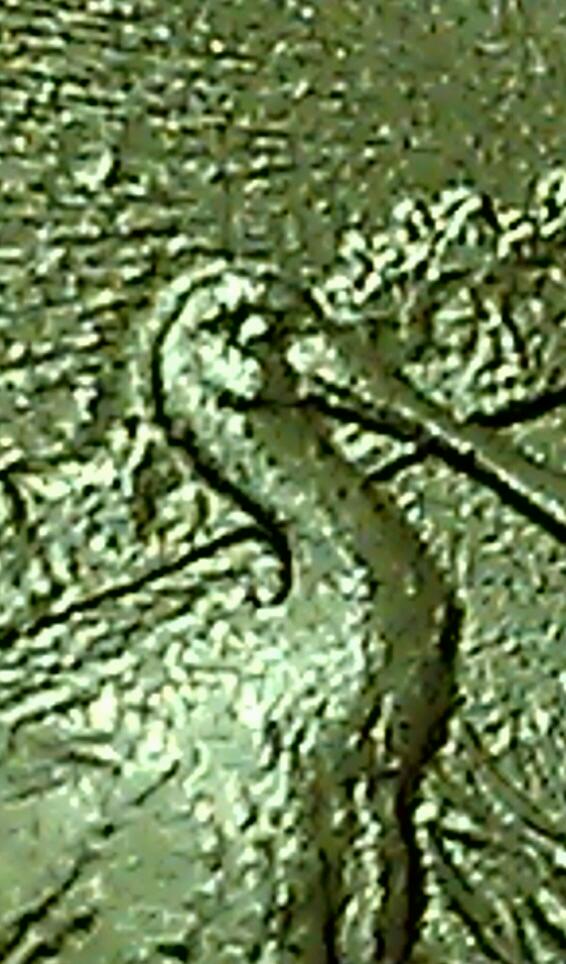 Any-One-Know-About-The-Markings-Above-The-Birds-Head