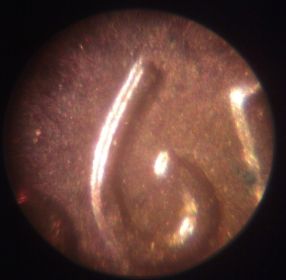 1995-Cent-Double-Die