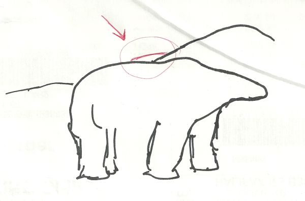 Extra-Mountain-Behind-Bear-Of-Twoonie