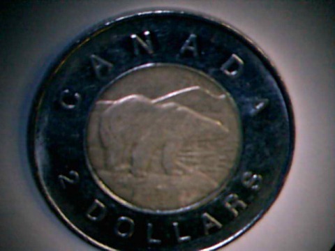 Rhino-Toonie