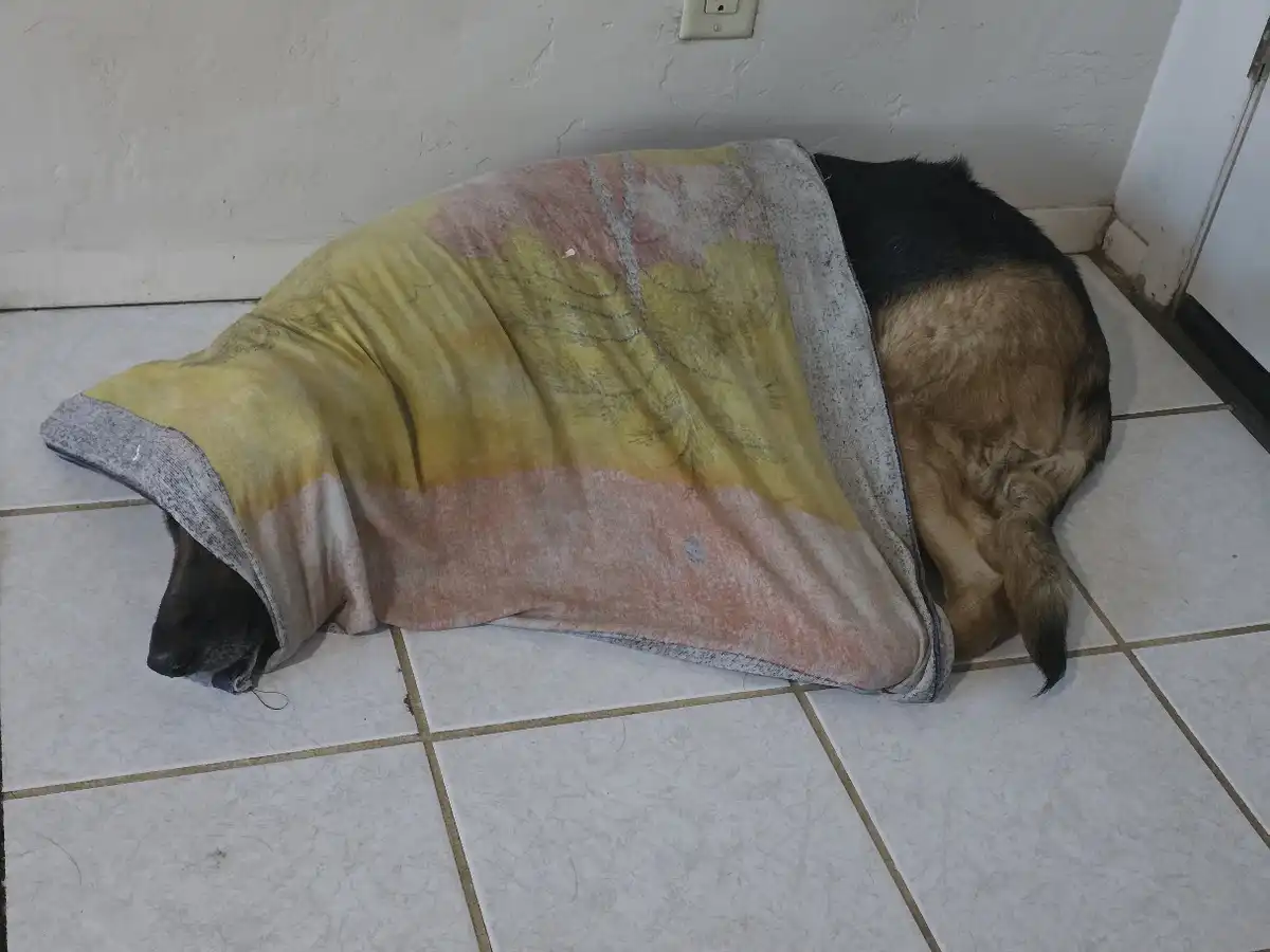 My-German-Shepherd-Dog-Need-Your-Prayers---Lets-Get-Her-Better