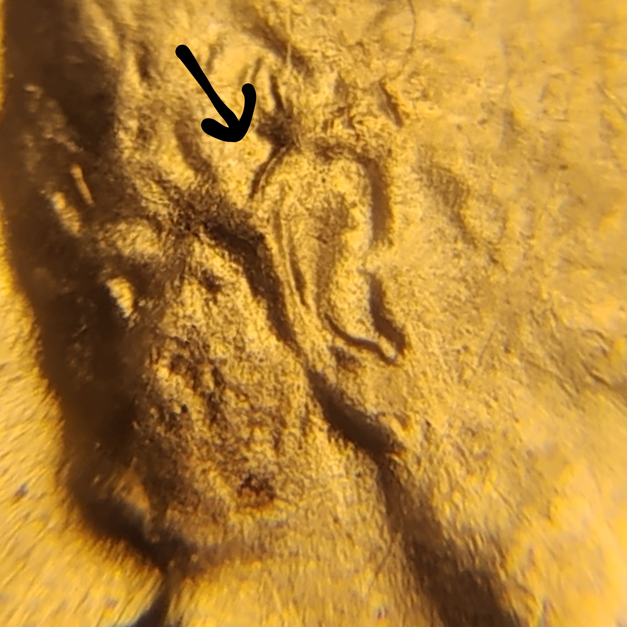 1958-D-Lincoln-Cent-Doubled-Ear?