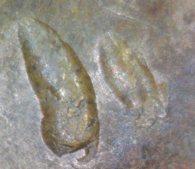 1972--LCm-Obverse-Die-Error?