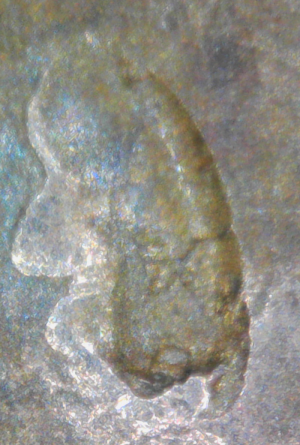 1972--LCm-Obverse-Die-Error?