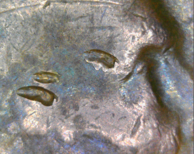1972--LCm-Obverse-Die-Error?
