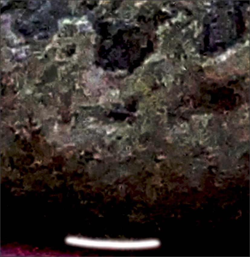 Who-Wants-To-Play-A-Quick-Round-Of-Pareidolia---1885-?s?-Seated-Dime