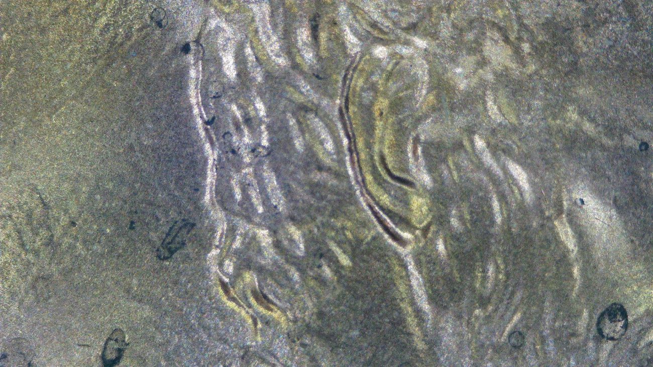 2000-LMC-Possible-WDDO-001
