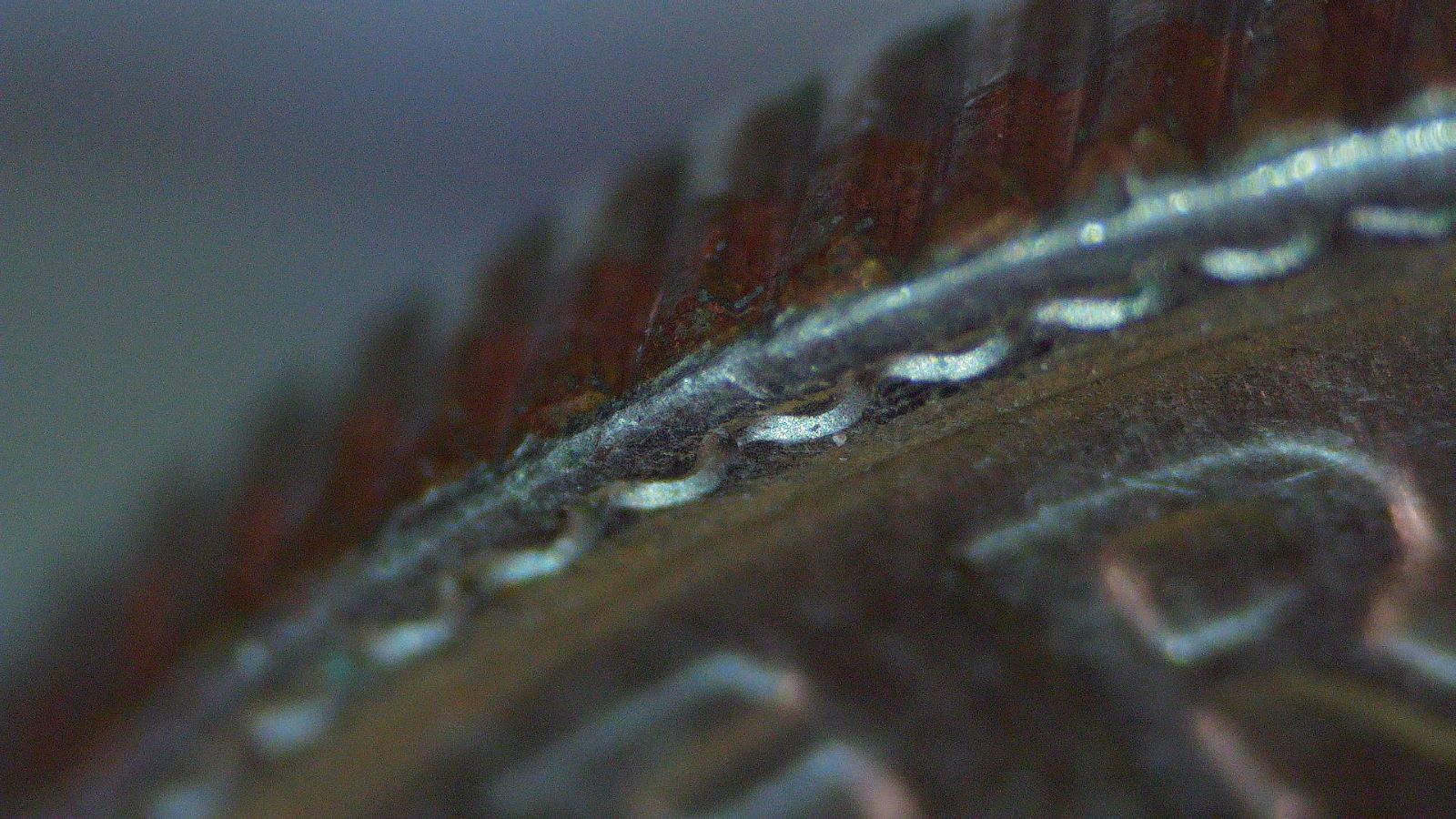 1997-P-FDR-Dime-Partial-Collar