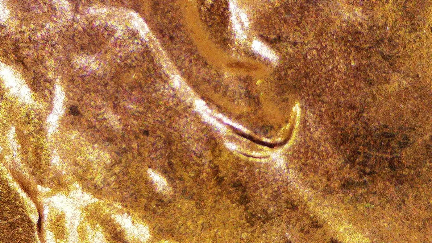 Found-In-Change-2024-LSC-VDDO-002