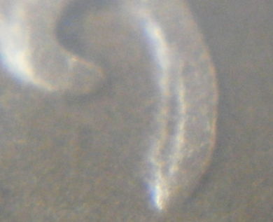 1918-S-Double-Die-Finally-Found?-Mint-Mark-Picture-Up-Date