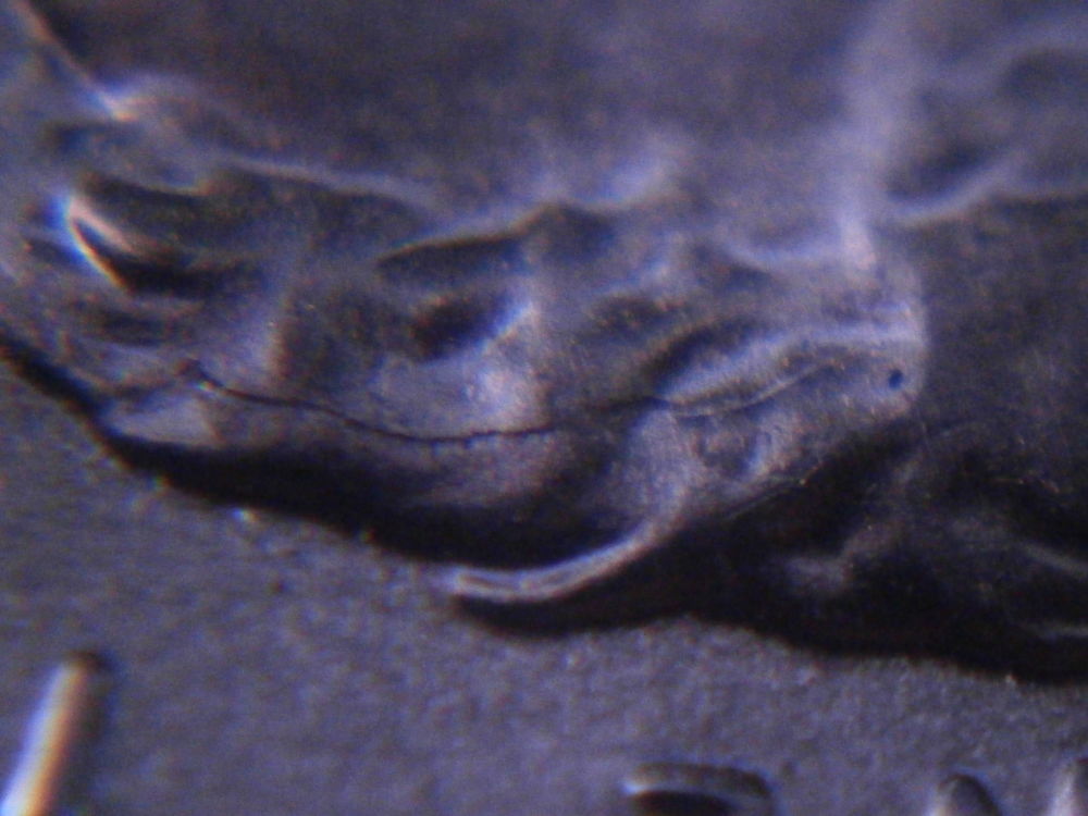2015-Sheild-Cent-Is-A-Double-Die-Or-Not