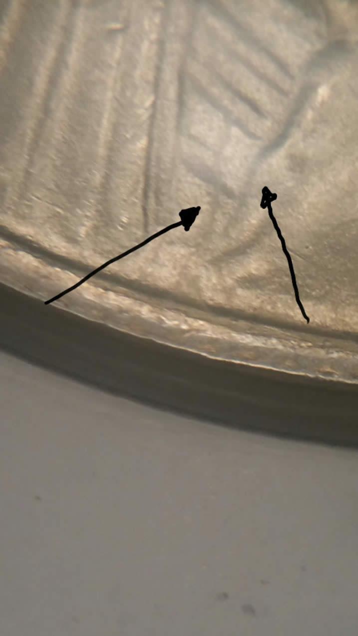 '22-Peace-Dollar;-Multi-Error-+-Unreported-Clash?