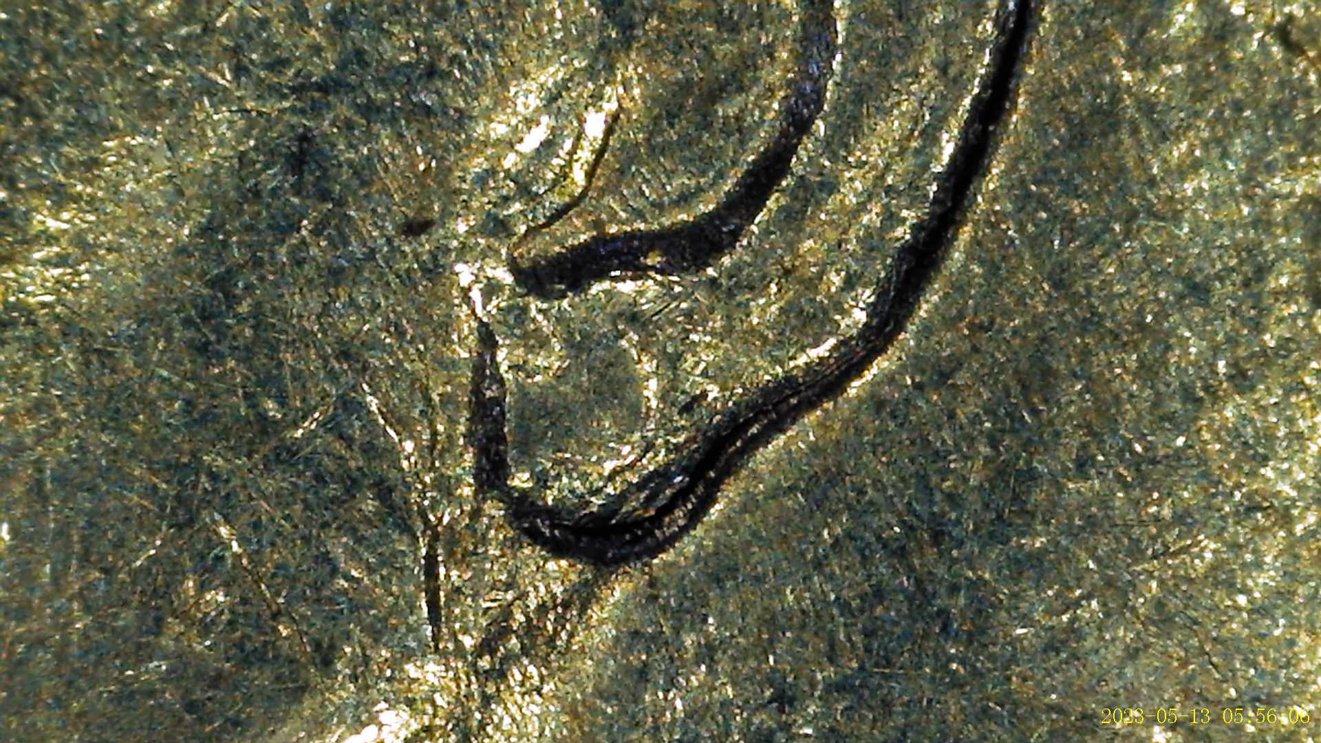 1976-Dime-Reverse-Torch-And--Front-Ear-Location-Different