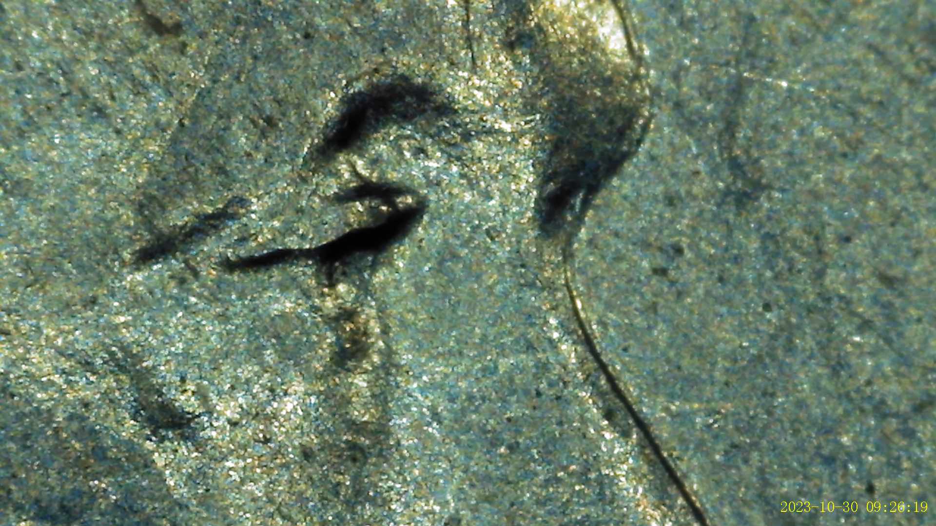 1943-Lincoln-Wheat-Penny-With-Links-To-Minor-DDO-Possibly