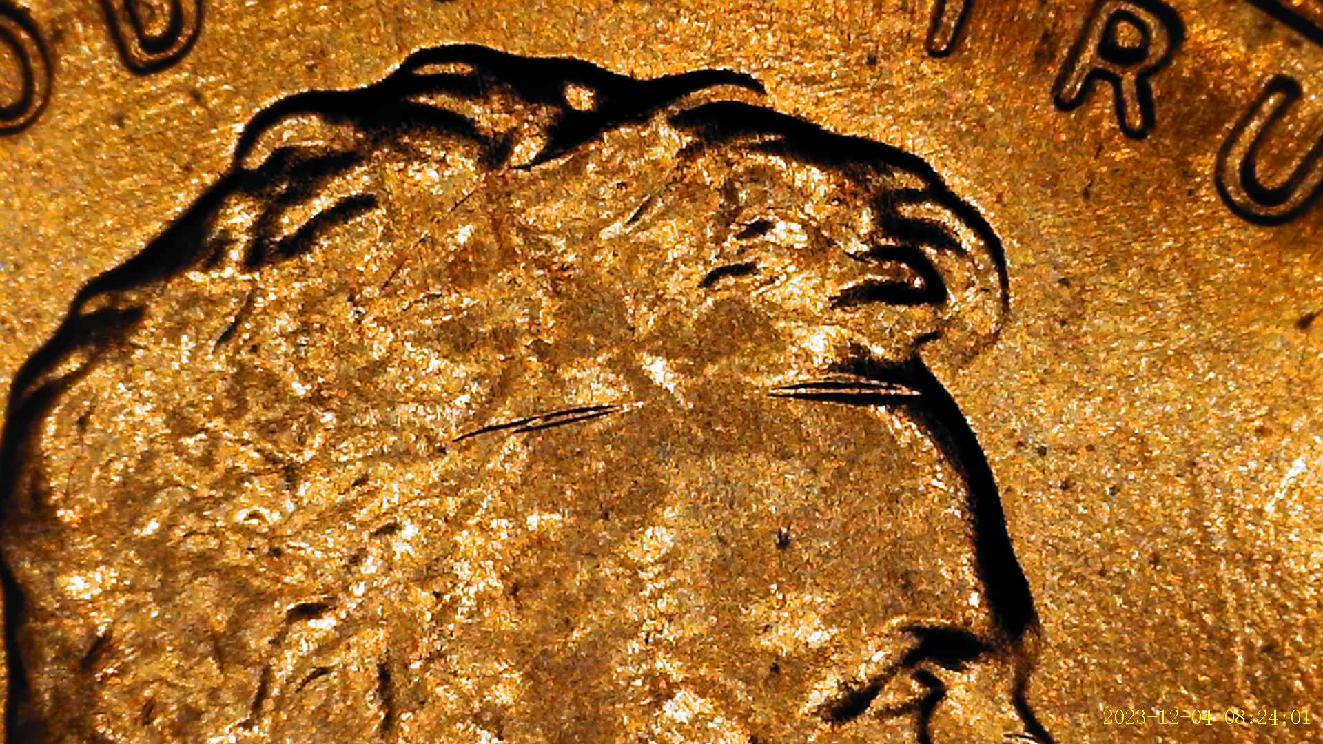 2019-Shield-Penny-Possible-DDO-Indications