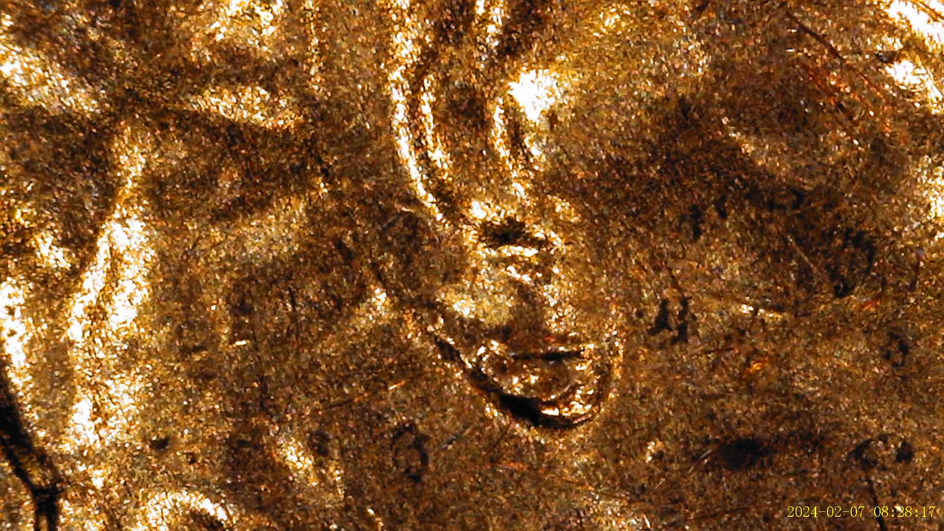 2023-Lincoln-Shield-Penny-Possible-Link-To-DDO