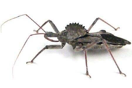 What-Insect-Will-Be-On-Next-Venetian-Glass-Silver-Coin?