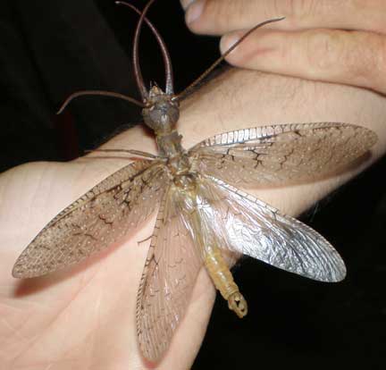 What-Insect-Will-Be-On-Next-Venetian-Glass-Silver-Coin?