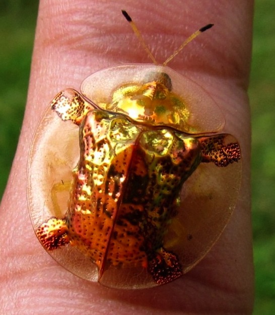 What-Insect-Will-Be-On-Next-Venetian-Glass-Silver-Coin?
